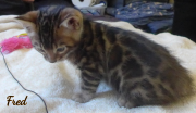 2019-09-06 Fred, chat bengal de 6 semaines (3)