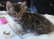 2019-09-06 Fred, chat bengal de 6 semaines (4)P