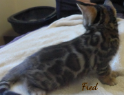 2019-09-06 Fred, chat bengal de 6 semaines (5)
