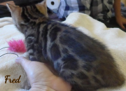 2019-09-06 Fred, chat bengal de 6 semaines (8)