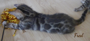 2019-09-22 Fred, chat bengal de 2 mois (1)