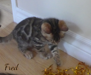 2019-09-22 Fred, chat bengal de 2 mois (2)