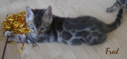 2019-09-22 Fred, chat bengal de 2 mois (3)