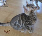 2019-10-09 Fred, chat bengal de 11 semaines (1)
