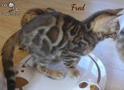 2019-10-09 Fred, chat bengal de 11 semaines (3)