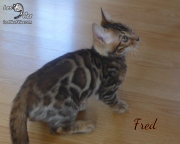 2019-10-09 Fred, chat bengal de 11 semaines (5)