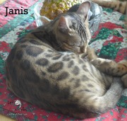 2019-03-18-Janis-chatte-bengale-de-8-mois