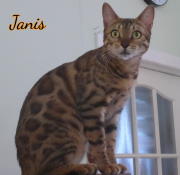 2019-07-16-Janis-chatte-bengale-de-1-an-3