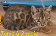 Chat-bengal-JANIS-à-2-mois-2018-09-20-1