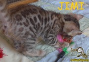 2018-09-01 Chat bengal JIMI (1)