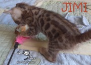 2018-09-01 Chat bengal JIMI (2)