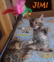 2018-09-04 Chat bengal JIMI (1)