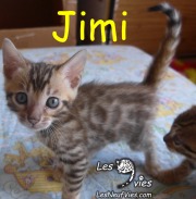 2018-09-04 Chat bengal JIMI (2)