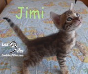 2018-09-04 Chat bengal JIMI (4)