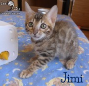 2018-10-05 Chat bengal JIMI (1)