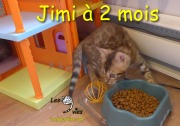 2018-10-05 Chat bengal JIMI (2)