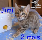 2018-10-05 Chat bengal JIMI (4)