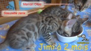 2018-10-05 Chat bengal JIMI (5)