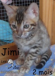 2018-10-05 Chat bengal JIMI (6)