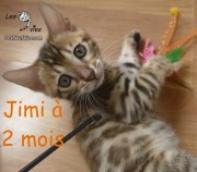 Chat bengal JIMI a 2 mois 2019-09-20 (1)