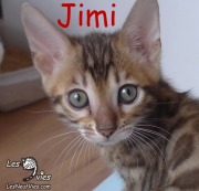 Chat bengal JIMI a 2 mois 2019-09-20 (2)