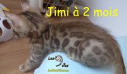 Chat bengal JIMI a 2 mois 2019-09-20 (3)