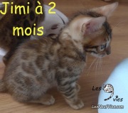 Chat bengal JIMI a 2 mois 2019-09-20 (5)