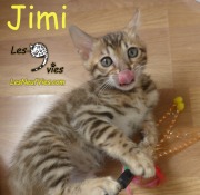 Chat bengal JIMI a 2 mois 2019-09-20 (6)