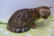 2023-07-22-7-semaines-Cream-Puff-chaton-bengal-1