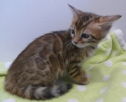 2023-07-22-7-semaines-Cream-Puff-chaton-bengal-2