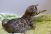 2023-07-22-7-semaines-Cream-Puff-chaton-bengal-3