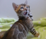 2023-07-22-7-semaines-Cream-Puff-chaton-bengal-4