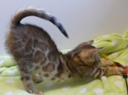 2023-07-22-7-semaines-Cream-Puff-chaton-bengal-5