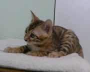 2023-08-25-12-semaines-Cream-Puff-chaton-bengal-1