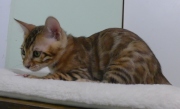 2023-08-25-12-semaines-Cream-Puff-chaton-bengal-2