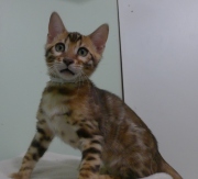 2023-08-25-12-semaines-Cream-Puff-chaton-bengal-3