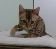 2023-08-25-12-semaines-Cream-Puff-chaton-bengal-5