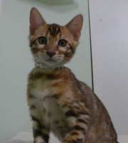 2023-08-25-12-semaines-Cream-Puff-chaton-bengal-6