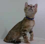 2023-08-25-12-semaines-Mochi-chaton-bengal-1