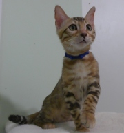 2023-08-25-12-semaines-Mochi-chaton-bengal-2