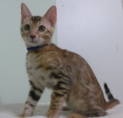 2023-08-25-12-semaines-Mochi-chaton-bengal-3