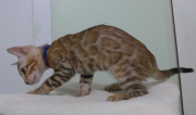 2023-08-25-12-semaines-Mochi-chaton-bengal-4