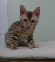 2023-08-25-12-semaines-Mochi-chaton-bengal-5