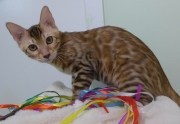 2023-10-21-20-semaines-Mochi-chaton-bengal-1