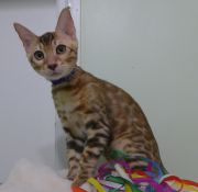 2023-10-21-20-semaines-Mochi-chaton-bengal-2