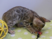 2023-07-22-7-semaines-Whippet-chaton-bengal-3