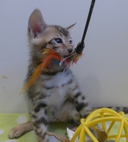 2023-07-22-7-semaines-Whippet-chaton-bengal-4