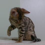 2023-08-25-12-semaines-Whippet-chaton-bengal-1