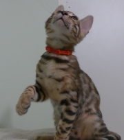 2023-08-25-12-semaines-Whippet-chaton-bengal-2