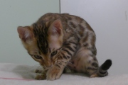 2023-08-25-12-semaines-Whippet-chaton-bengal-3